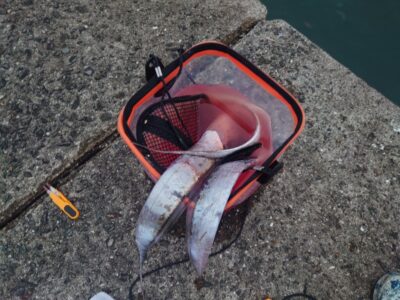 <p>富坂釣りクラブ 会長様  沖の北内向き  テンヤで朝タチ！</p>