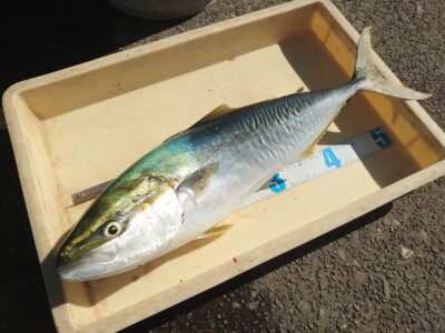 <p>沖の北奥の方  ショアジギでメジロ！8時頃にヒット！ナブラ出てたそうです。</p>