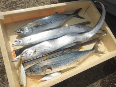 <p>沖の北 テンヤで朝タチ!ショアジギでサゴシ!サゴシは6時台に</p>