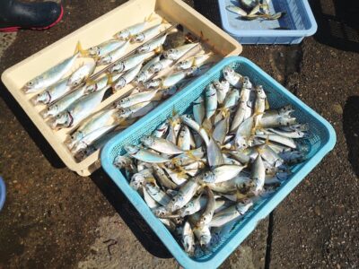 <p>レジェンド山本 沖の北先端内向き  小アジ大漁！足元で釣れなくって、飛ばしサビキに代えたらずっと釣れたそうです。</p>