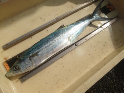 <p>北野様 沖の北 ショアジギでサゴシ!</p>