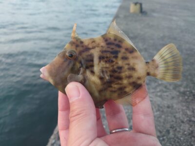 <p>沖の北内向き 胴突仕掛けでカワハギ!小さいのでリリース♪</p><p>アタリ無く餌を取られたりもあるんで、いるっぽいけどフグとアジが先にかかる。けっこう真剣にやらないと。</p>