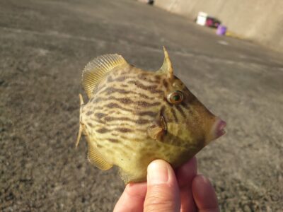 <p>沖の北内向き 1匹目よりはちょいましやけどリリース♪</p><p>何年か前のアタリ年の時みたいにうじゃうじゃいるわけではないんで沢山は釣れませんが、飲ませの合間のいい暇つぶしにはなります。フグに針を取られたりするので仕掛けの予備は多めに。</p>