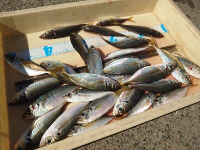 <p>川原様 旧一文字赤灯内向き エビ撒き釣りでアジ！18cmくらいまで。他に根魚。</p>