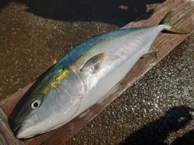 <p>沖の北先端付近   Gコンでブリ！10時45分に底から巻上げでヒット！</p><p>前回も11時終了ぎりぎりでのヒットでした。いつもぎりぎり…。</p>
