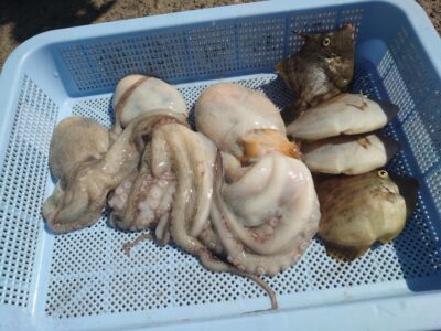 <p>タコ村様 沖の北 タコエギで新子タコ🐙胴突仕掛けでカワハギ！餌取りが多いのでこれだけ釣るのも一苦労…。</p>