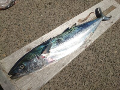 <p>赤島様  沖の北  サムライジグRスピンでサワラ10時頃にヒット！</p>