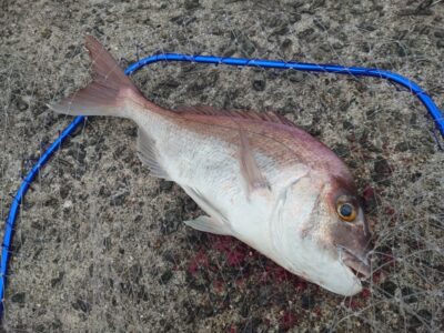 <p>古野様  沖の北  飲ませ釣りで50cmくらいのマダイ♪</p>