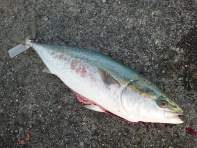 <p>沖の北先端ちょい手前  飲ませ釣りでブリ！6時頃にヒット！</p>
