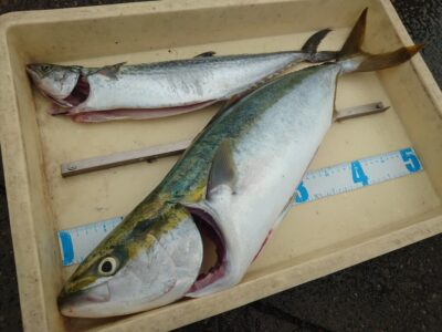 <p>久だこ様 沖の北奥の方 ショアジギでサゴシ!胴突飲ませでメジロ!メジロは9時すぎにヒット!これの前にもアタリあったそうです。</p>