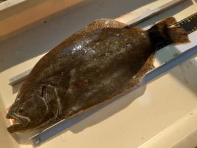 <p>奈良市の谷様  沖の北  飲ませ釣りでヒラメ！</p>