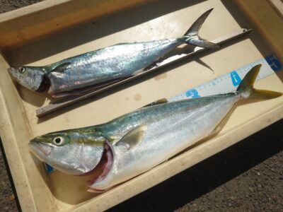<p>沖の北 ショアジギでサゴシ！飲ませでハマチ！</p>