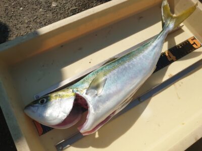 <p>水野様  沖の北 飲ませ釣りでハマチ！</p>