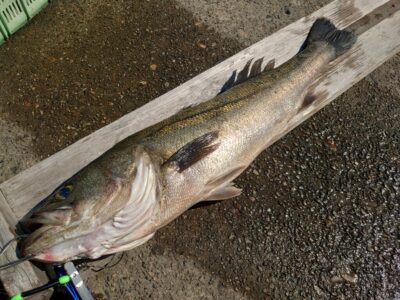 <p>ヒロキマン様  沖の北  飲ませ釣りでスズキ80cm！足元で見えてるやつを狙い撃ち♪</p>