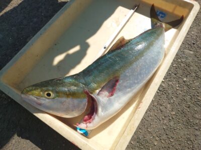 <p>沖の北  ショアジギでメジロ！6時半頃にヒット！</p>