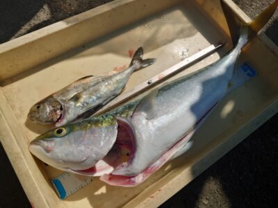 <p>沖の北  飲ませ釣りでアイブリとメジロ！</p><p>けっこうアイブリにアジ持っていかれます。口に入りきらんのに食ってくるので針掛かりせず餌だけとられる…。</p>