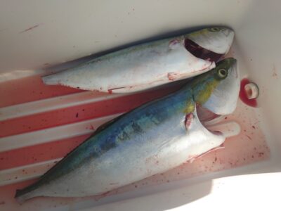 <p>日野の2トン様  沖の北  ショアジギでハマチ！</p>