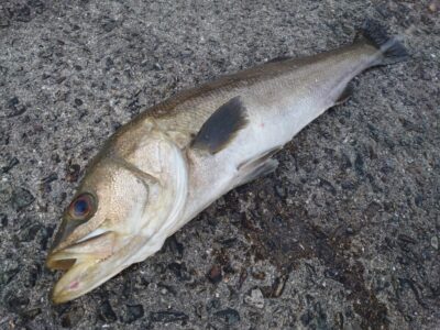 <p>藤岡君 沖の北内向き 飲ませ釣りで70cmくらいのハネ!足元で見えてるやつを狙い撃ち♪</p>