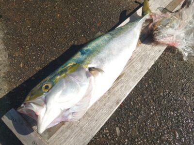 <p>真心様  沖の北  飲ませ釣りでアイブリとメジロ！8時頃にヒット！</p>