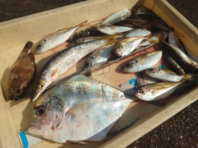<p>川原鮮魚店様  旧一文字赤灯内向き  エビ撒き釣りで中アジ・イトヒキアジ・良型カマス！</p>