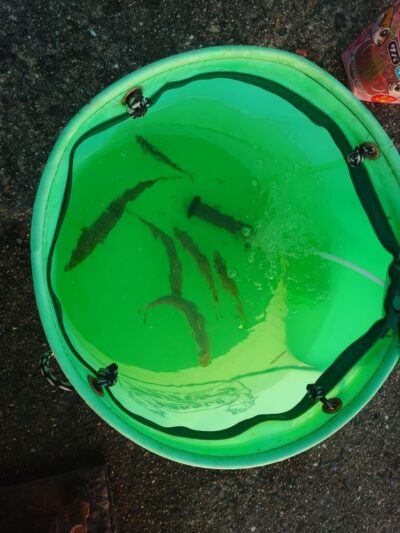 <p>沖の北内向き 足元サビキで小アジ!</p><p>タチウオが終わってから始めてたので、釣れるペースは遅いようでした。5時頃からやった方がいいんですけどタチウオ釣らんとあかんし…。</p>