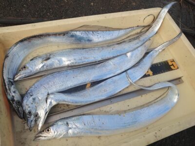 <p>久だこ様 沖の北 テンヤでタチウオ!朝タチ♪</p>