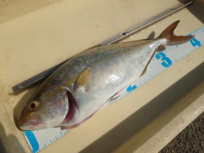 <p>沖の北  飲ませ釣りでシオ！</p>