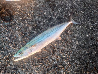 <p>上垣内様 沖の北 ショアジギでサゴシ!</p><p>5時40分にもサゴシがかかってたんですが針外れ…。タチウオの時合いと被りますね。</p>