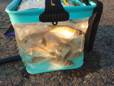 <p>沖の北内向き  今日もよく釣れてました。</p>