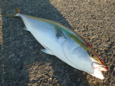 <p>合田様  沖の北奥の方  飲ませ釣りでブリ！7時頃にヒット！</p><p>早朝近くでサワラをバラした人がいたみたい。</p><p>※旧一文字でエギングしてた人からの情報→6〜7時頃2番の外向きでブリボイルめっちゃ出てたみたいです。</p>