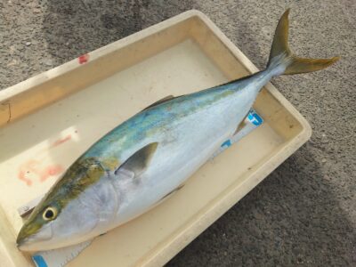 <p>沖の北 胴突飲ませでメジロ！9時半頃にヒット！</p>
