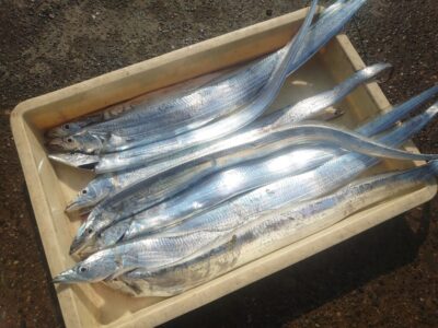 <p>藤岡兄弟様  沖の北  ルアーでタチウオ！朝タチ！</p><p>パレット置きのタチウオ釣果かなり久しぶりです。</p>