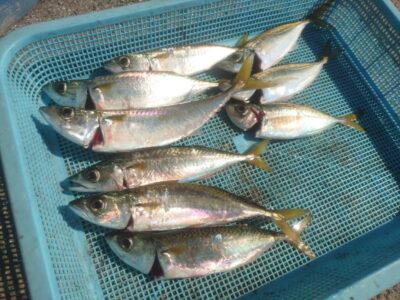 <p>小谷様  沖の北内向き サビキで中サバ・アジ！飲ませのアジ現地調達可能です。</p>