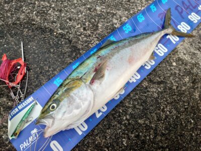 <p>谷川様 沖の北 シマノ・ビームポッパーでブリ85cm!!!マイクロベイトパターンの時ポッパーもいいらしい。</p><p>追記、7時以降もけっこうサゴシ飛んでたみたい。でも食わない…。</p>