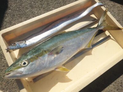 <p>沖の北 飲ませ釣りでメジロ!10時半にヒット!テンヤで朝タチも♪</p>