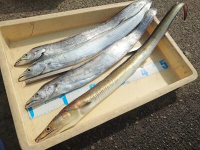 <p>沖の北 テンヤで朝タチ！飲ませでハモ！</p><p>骨切りしてくれるスーパーもあるみたいです。美味しい魚ですよ。歯が鋭いので釣れたあと噛まれないように！暴れてパクッといかれます。</p>