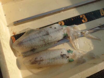 <p>T船長  沖の北内向き  エギングでアオリイカ！胴長18cm♪</p>