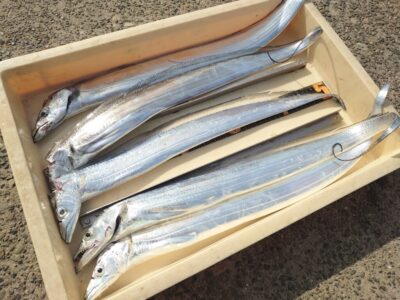 <p>沖の北 テンヤで朝タチ!ほとんど指3本以上です♪</p>
