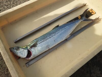 <p>市村様 沖の北 ショアジギでサゴシ!</p>