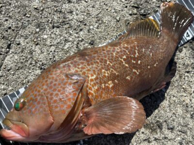 <p>ハネ研会長　福山様　沖の北　エビ撒き釣りで体高が凄いアコウ43cm🎣</p>
