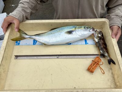 <p>佐藤様 沖の北でハマチ47cm🎣 アイブリは頂き物🐟</p>