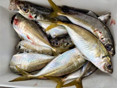 <p>徳永様 旧一文字赤灯 エビ撒き釣りでアジ🎣</p>