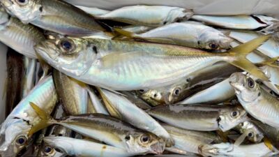 <p>マダム島田様 旧一文字赤灯 サビキ釣りで小アジ大漁🎣 大きなアジは頂き物だそうです🐟</p>
