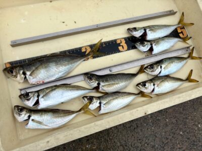 <p>小谷様 沖の北 サビキ釣りで25.5cm迄のアジ大漁🎣 飛ばしサビキの方が大きなアジが釣れたそうです (撮影していませんがクーラーボックス満タンのアジ🐟)</p>