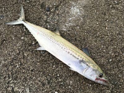 <p>山内様 沖の北 6:40頃にフリフリバイブでサゴシ🎣</p>