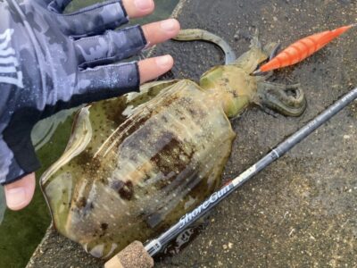 <p>釣れない猫様　沖の北　エギング　ハヤブサSQUID JUNKYハグハグ3号でナイス烏賊様🦑</p>