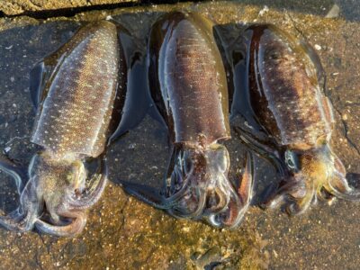<p>釣れない猫様 & 釣れちゃう鼠　沖の北　エギング　猫様=ハヤブサSQUID JUNKYハグハグ3.5号でアオリイカ2杯🦑🦑　鼠=ヤマシタ　エギ王LIVE3.5号で1杯🦑</p>