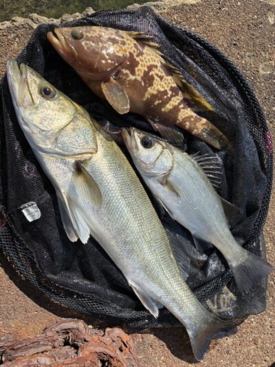 <p>ハネ研会長　福山様　沖の北　エビ撒き釣りの釣果🎣　他に20〜25cm程のアジも🎣　ハネ&アジはタナ1ヒロ</p>
