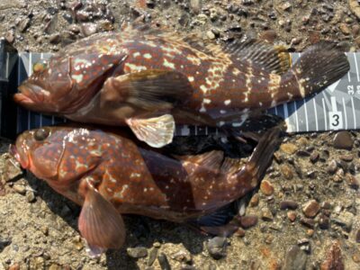 <p>大宅様　旧一文字赤灯　エビ撒き釣りでアコウ🎣</p>