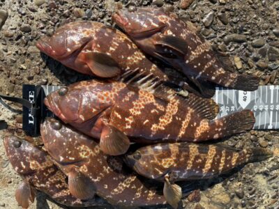 <p>ハネ研会長　福山様　旧一文字赤灯　エビ撒き釣りで本日もアコウ御用🎣</p>